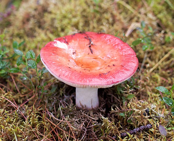 Гриб в разных разрешениях